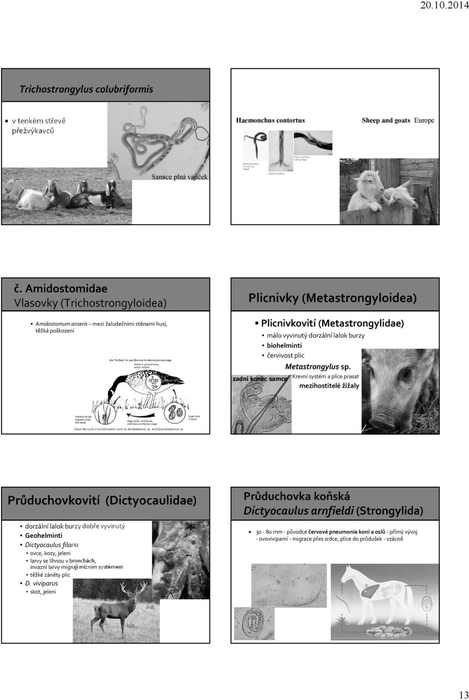 Krevní systém a plíce prasat mezihostitelé žížaly zadní konec samce dorzální lalok burzy dobře vyvinutý Geohelminti Dictyocaulus filaria ovce, kozy, jeleni larvy se