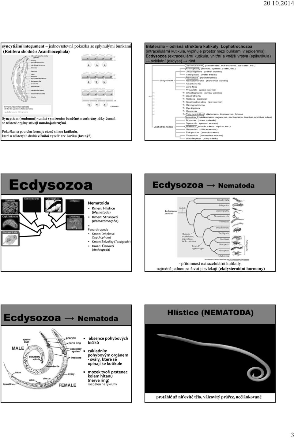 Nematoida Kmen: Hlístice (Nematoda) Kmen: Strunovci (Nematomorpha) Panarthropoda Kmen: Drápkovci Onychophora) Kmen: Želvušky (Tardigrada) Kmen: Členovci (Arthropoda) -přítomnost extracelulární