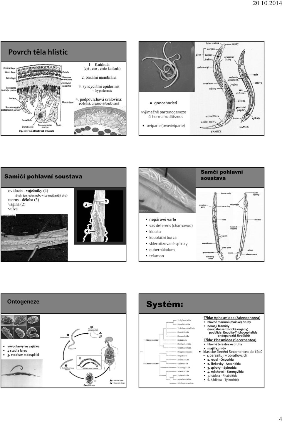 uterus - děloha (3) vagina (2) vulva nepárové varle vas deferens (chámovod) kloaka kopulační burza sklerotizované spikuly gubernákulum telamon vývoj larvy ve vajíčku 4 stadia larev 5.