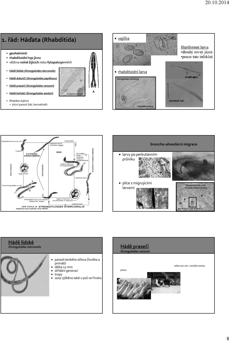 ransomi) Hádě koňské (Strongyloides westeri) Rhabdias bufonis plicní parazit žab, hermafrodit larvy po perkutánním průniku plíce s migrujícími