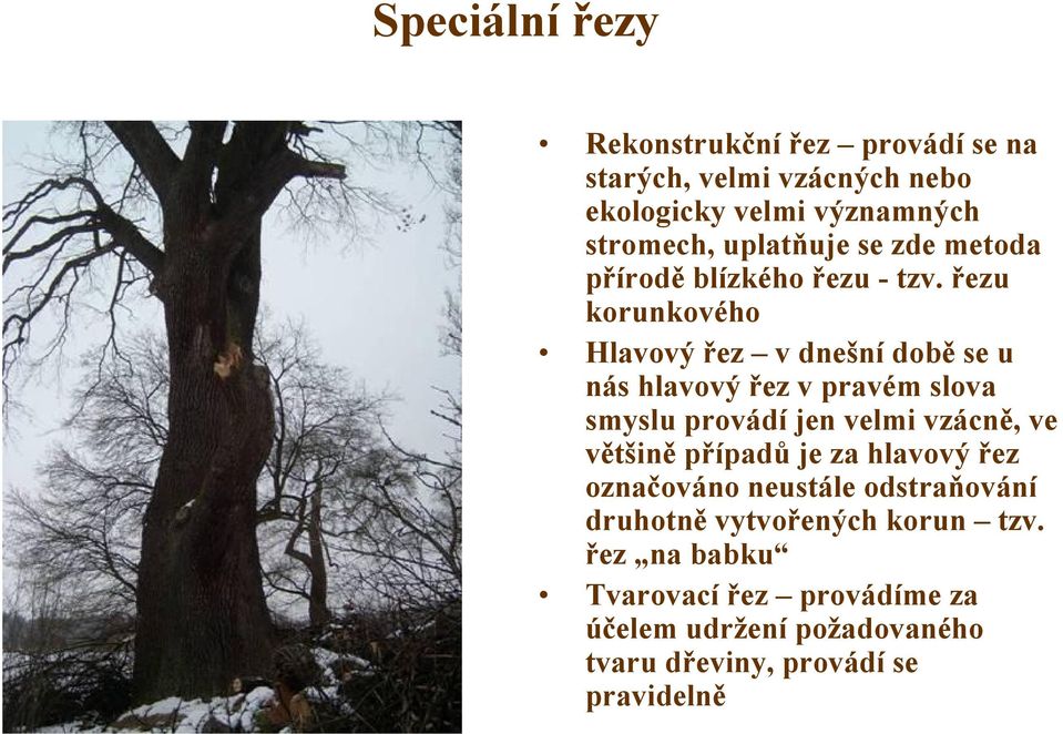 řezu korunkového Hlavový řez v dnešní době se u nás hlavový řez v pravém slova smyslu provádí jen velmi vzácně, ve