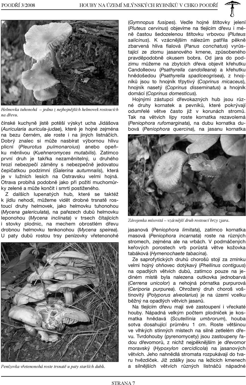 Dobrý znalec si může nasbírat výbornou hlívu plicní (Pleurotus pulmonaroius) anebo opeňku měnlivou (Kuehneromyces mutabilis).