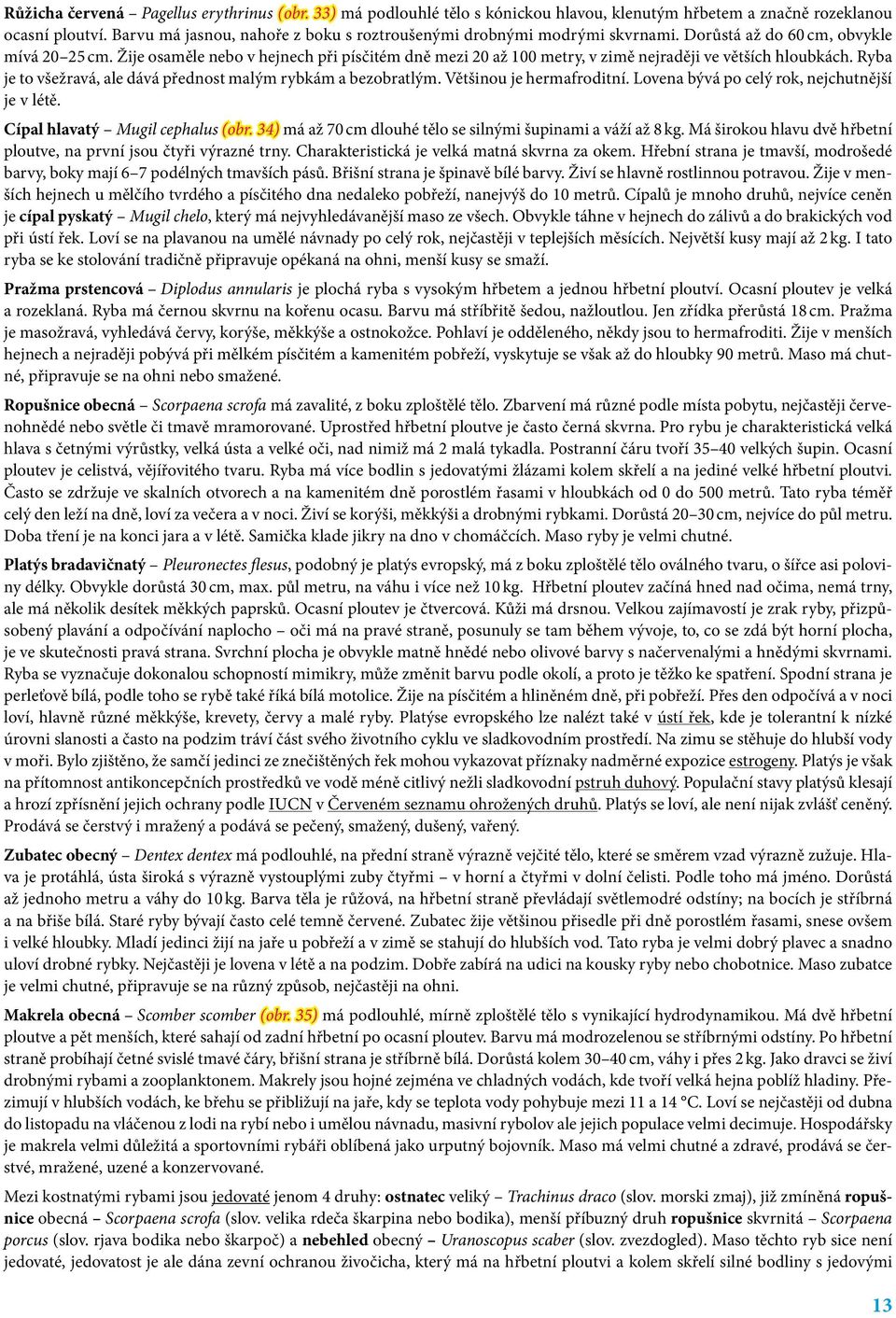 Žije osaměle nebo v hejnech při písčitém dně mezi 20 až 100 metry, v zimě nejraději ve větších hloubkách. Ryba je to všežravá, ale dává přednost malým rybkám a bezobratlým. Většinou je hermafroditní.