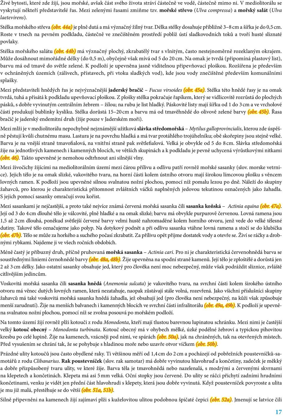 Roste v trsech na pevném podkladu, částečně ve znečištěném prostředí poblíž ústí sladkovodních toků a tvoří husté sliznaté povlaky. Stélka mořského salátu (obr.