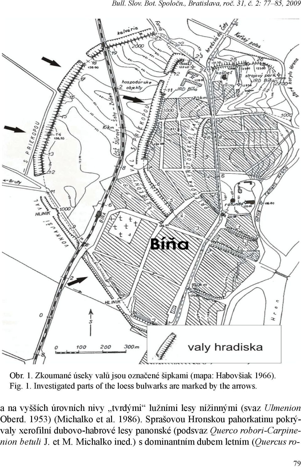 a na vyšších úrovních nivy tvrdými lužními lesy nížinnými (svaz Ulmenion Oberd. 1953) (Michalko et al. 1986).