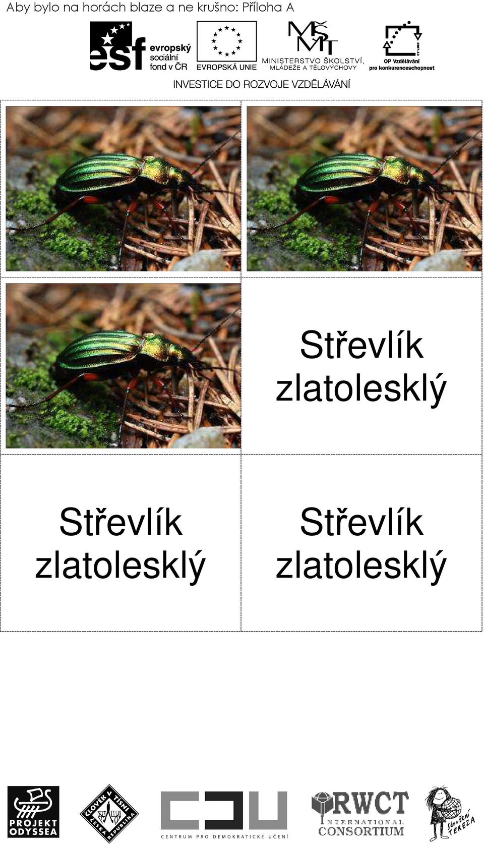 Střevlík zlatolesklý