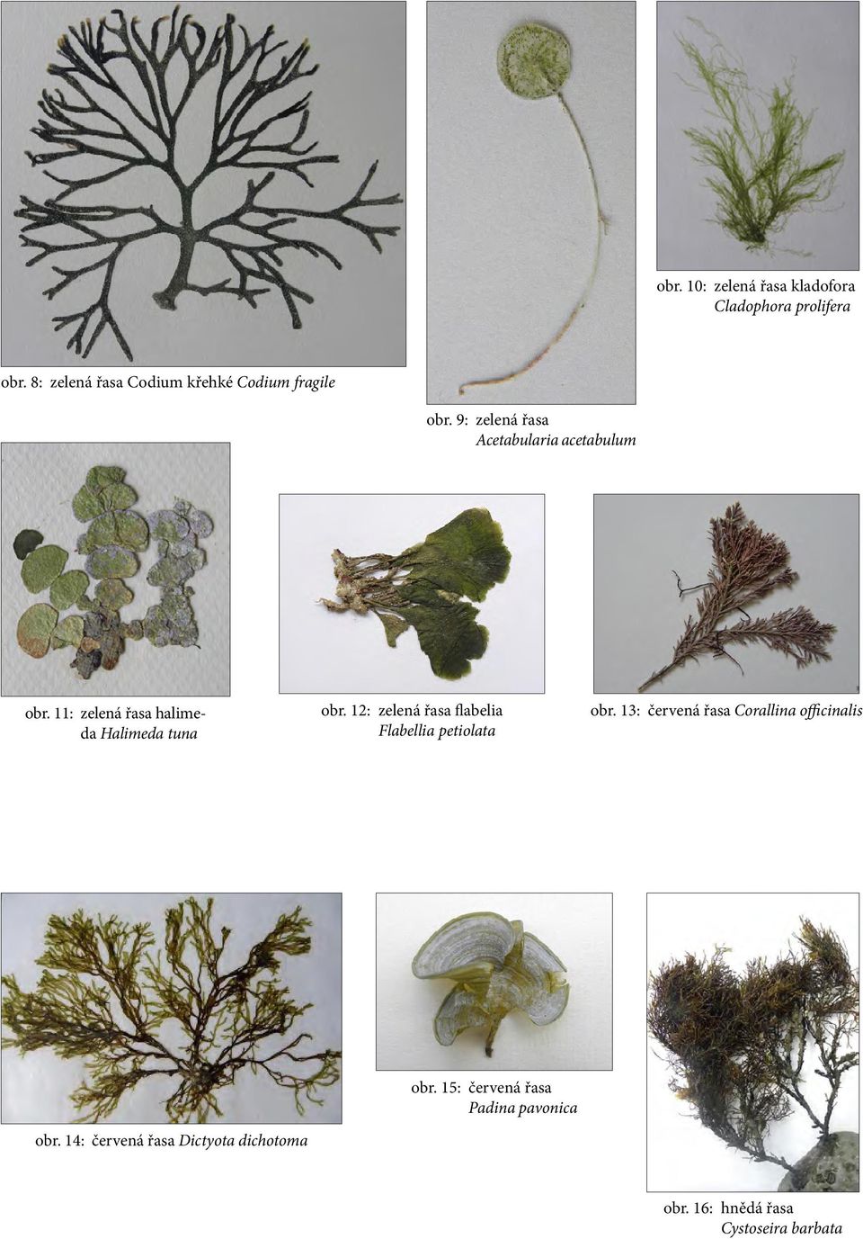 11: zelená řasa halimeda Halimeda tuna obr. 12: zelená řasa flabelia Flabellia petiolata obr.