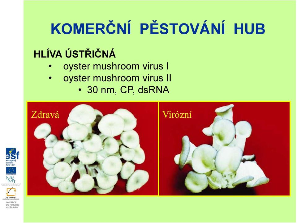 virus I oyster mushroom virus