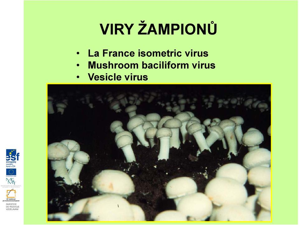 virus Mushroom