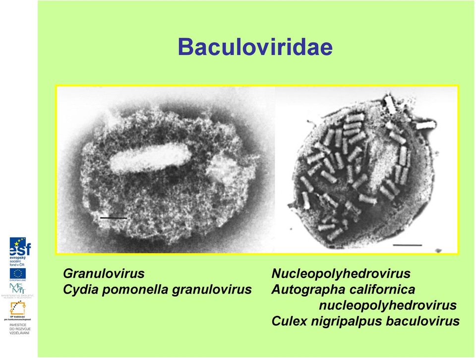 Nucleopolyhedrovirus Autographa