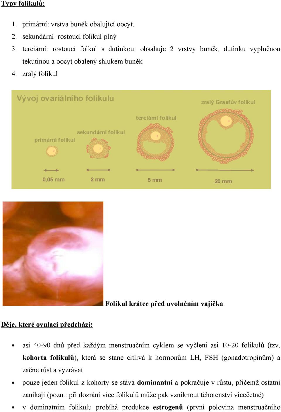 Děje, které ovulaci předchází: asi 40-90 dnů před každým menstruačním cyklem se vyčlení asi 10-20 folikulů (tzv.