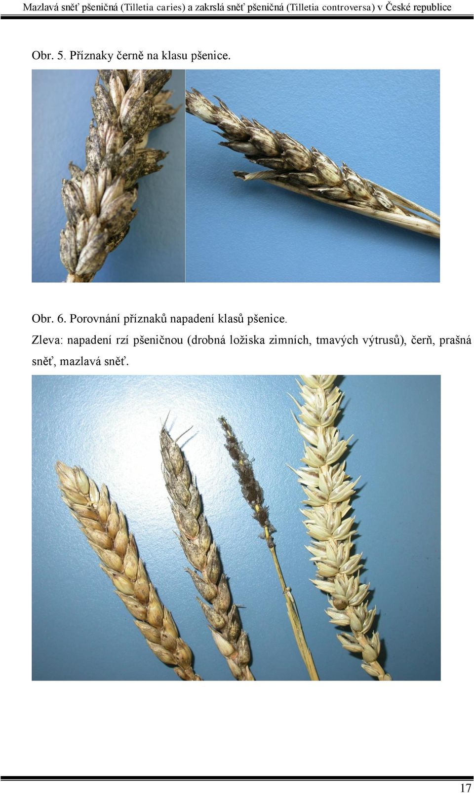 Zleva: napadení rzí pšeničnou (drobná ložiska
