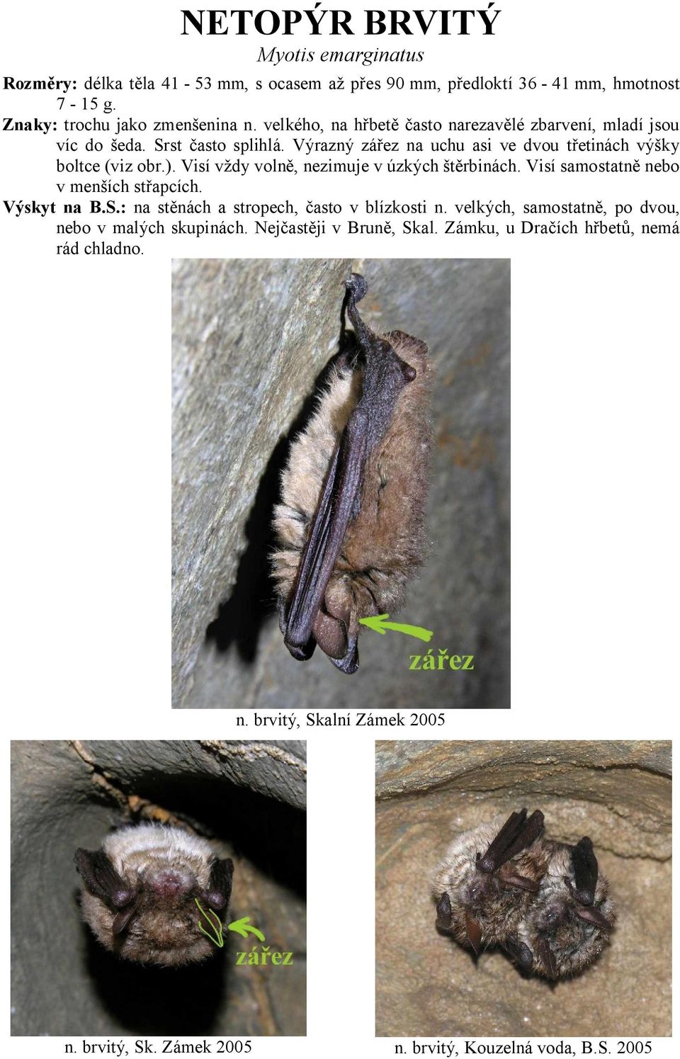 Visí v dy voln, nezimuje v úzkých rbinách. Visí samostatn nebo v men ích st apcích. Výskyt na B.S.: na st nách a stropech, asto v blízkosti n.