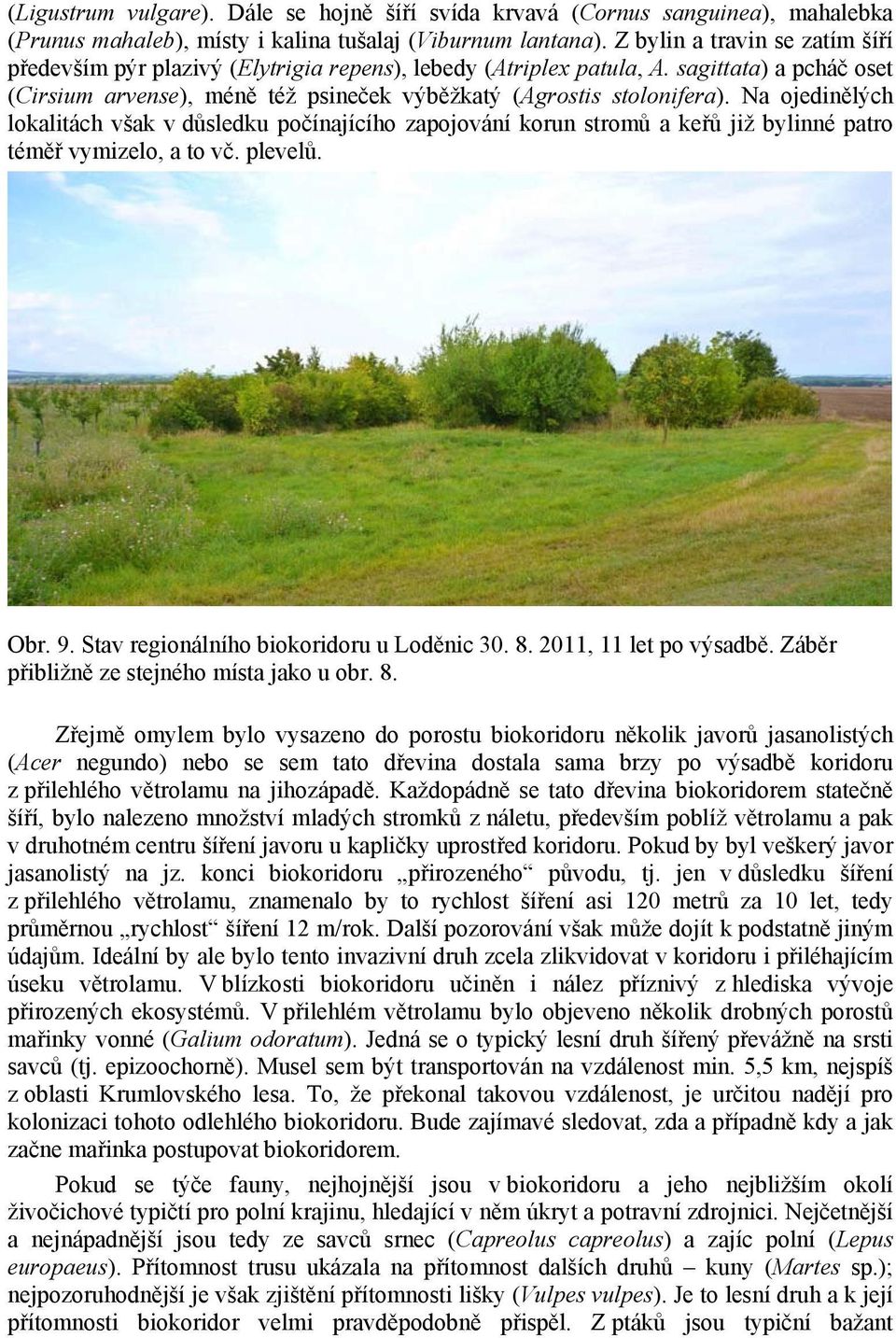 Na ojedinělých lokalitách však v důsledku počínajícího zapojování korun stromů a keřů již bylinné patro téměř vymizelo, a to vč. plevelů. Obr. 9. Stav regionálního biokoridoru u Loděnic 30. 8.