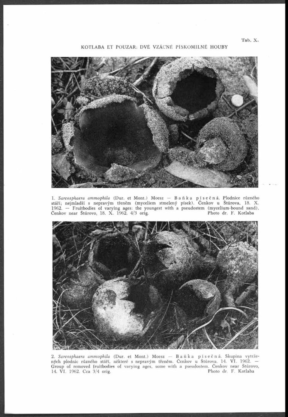 ) Moesz B aňka písečná. Plodnice různého stáří; nejmladší s nepravým třeném (myceliem stmelený písek). Čenkov u Štúrova, 18. X. 1962.