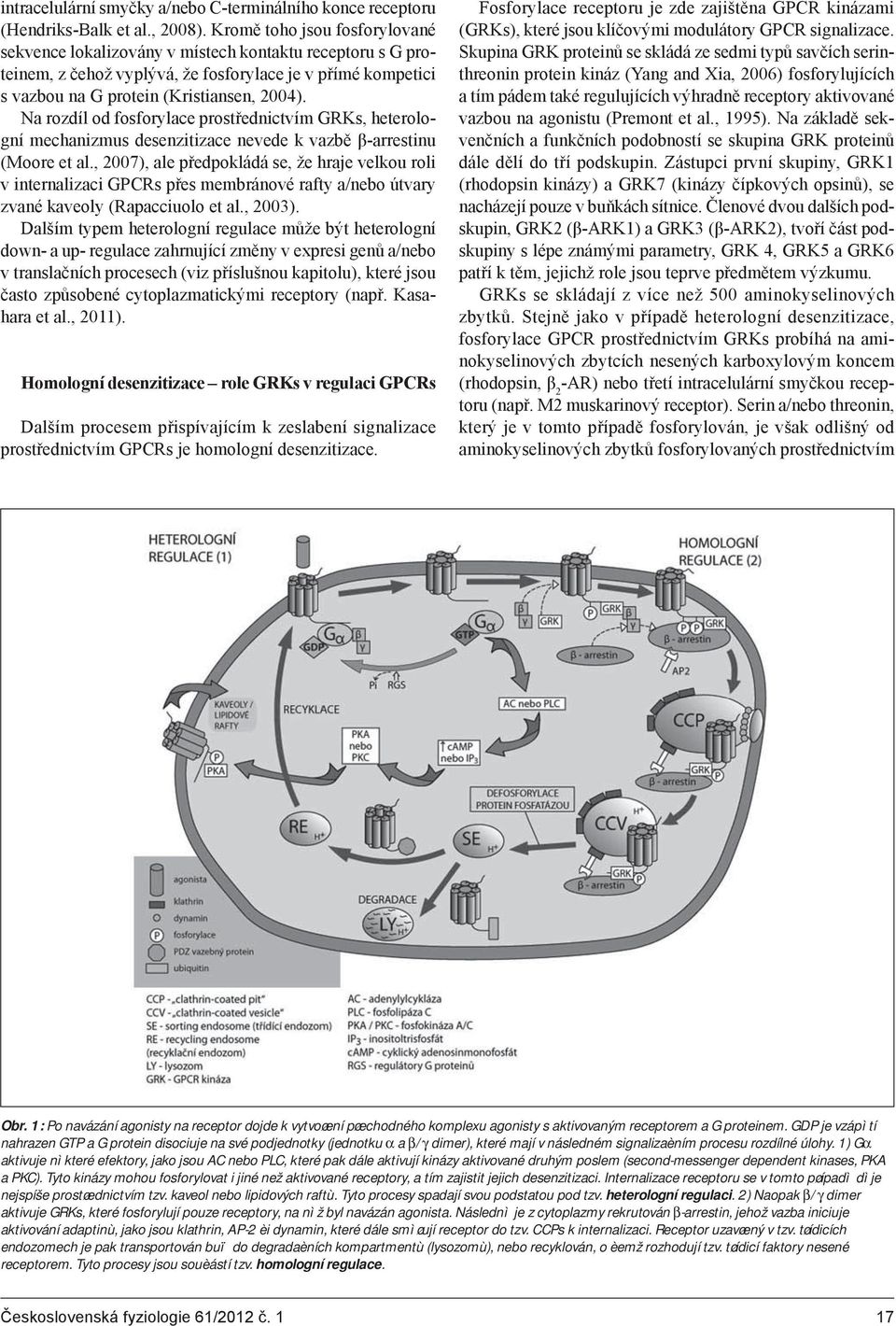 Na rozdíl od fosforylace prostřednictvím GRKs, heterologní mechanizmus desenzitizace nevede k vazbě β-arrestinu (Moore et al.