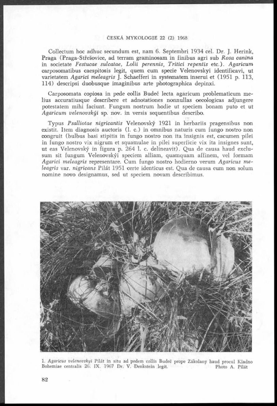Agaricum oarposomatibus caespitosis legit, quem cum specie Velenovskyi identificavi, ut varietatem Agarici meleagris J. Schaefíeri in systomatem inserui et (1951 p.
