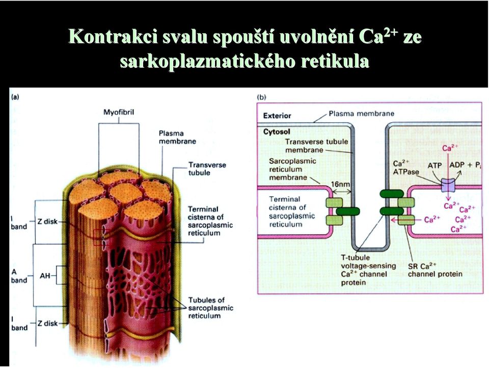 Ca 2+