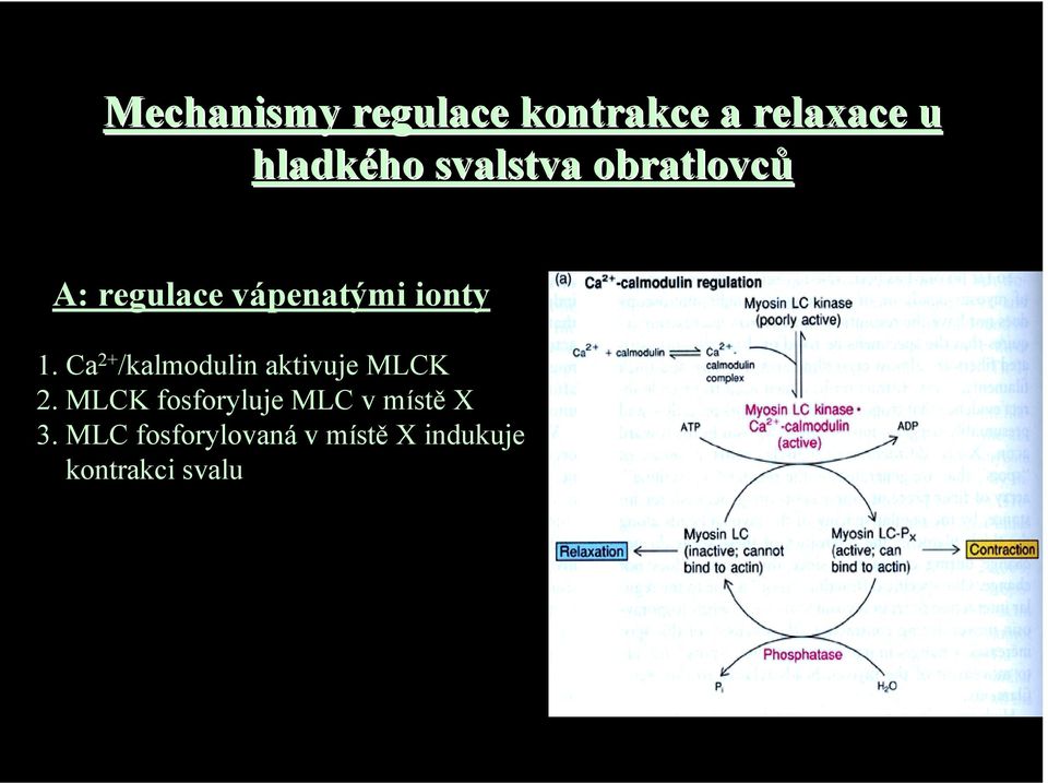 Ca 2+ /kalmodulin aktivuje MLCK 2.