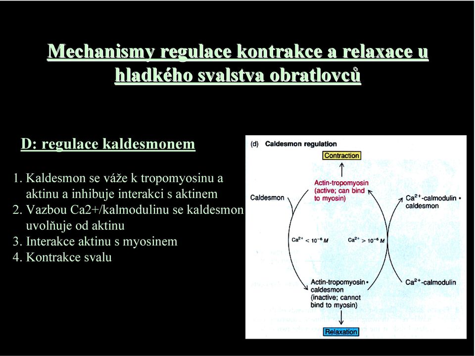 Kaldesmon se váže k tropomyosinu a aktinu a inhibuje interakci s