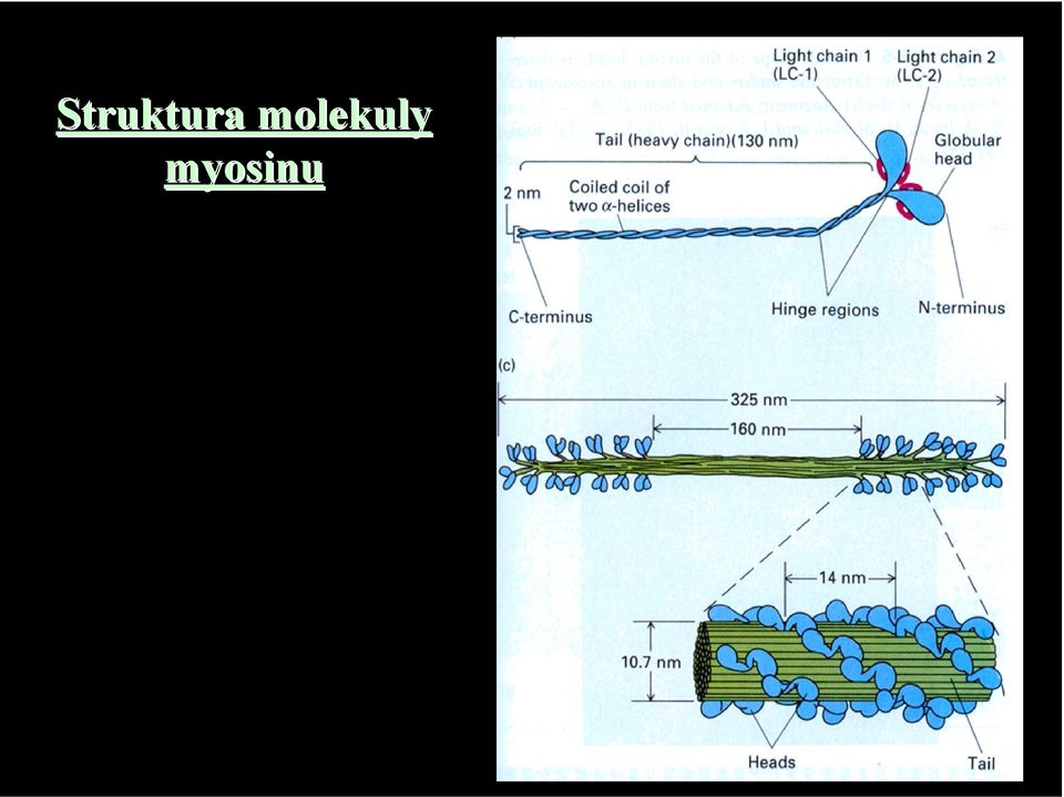 myosinu