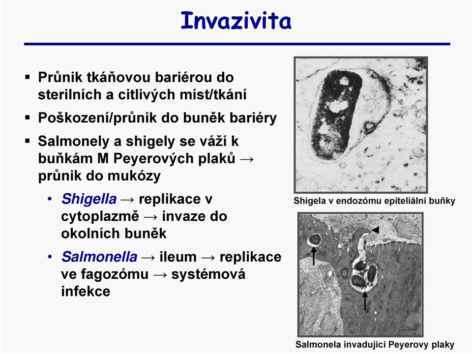 Shigella replikace v cytoplazmě invaze do okolních buněk Salmonella ileum replikace ve