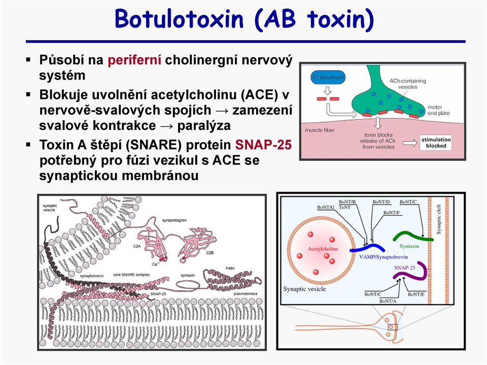 spojích zamezení svalové kontrakce paralýza Toxin A štěpí (SNARE)