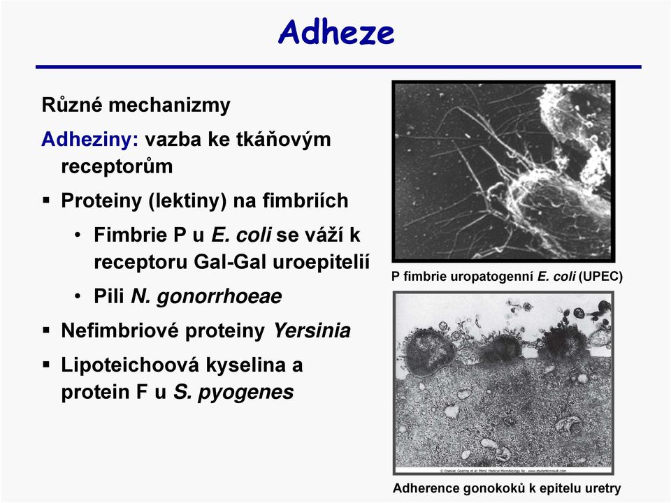 gonorrhoeae Nefimbriové proteiny Yersinia Lipoteichoová kyselina a protein F u S.