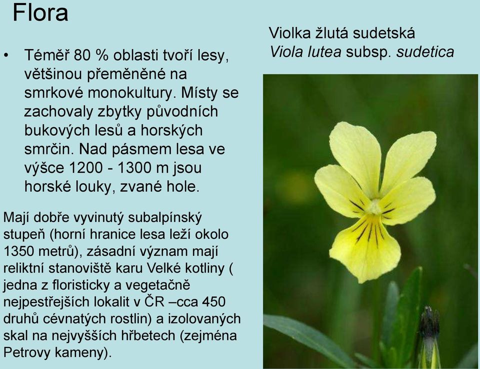 Violka žlutá sudetská Viola lutea subsp.