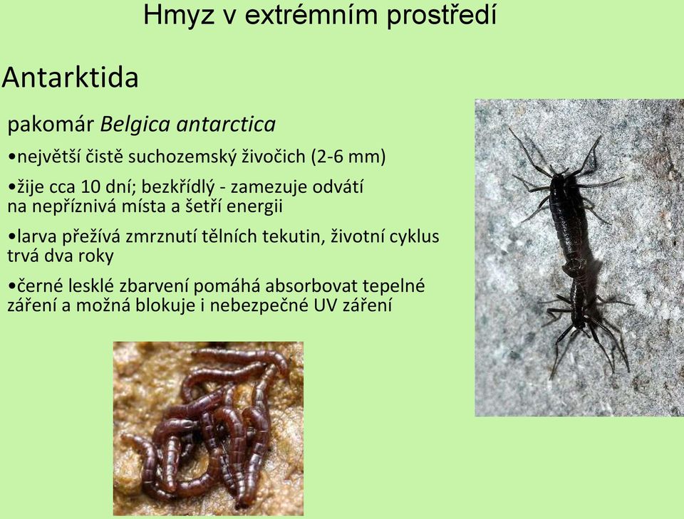 energii larva přežívá zmrznutí tělních tekutin, životní cyklus trvá dva roky