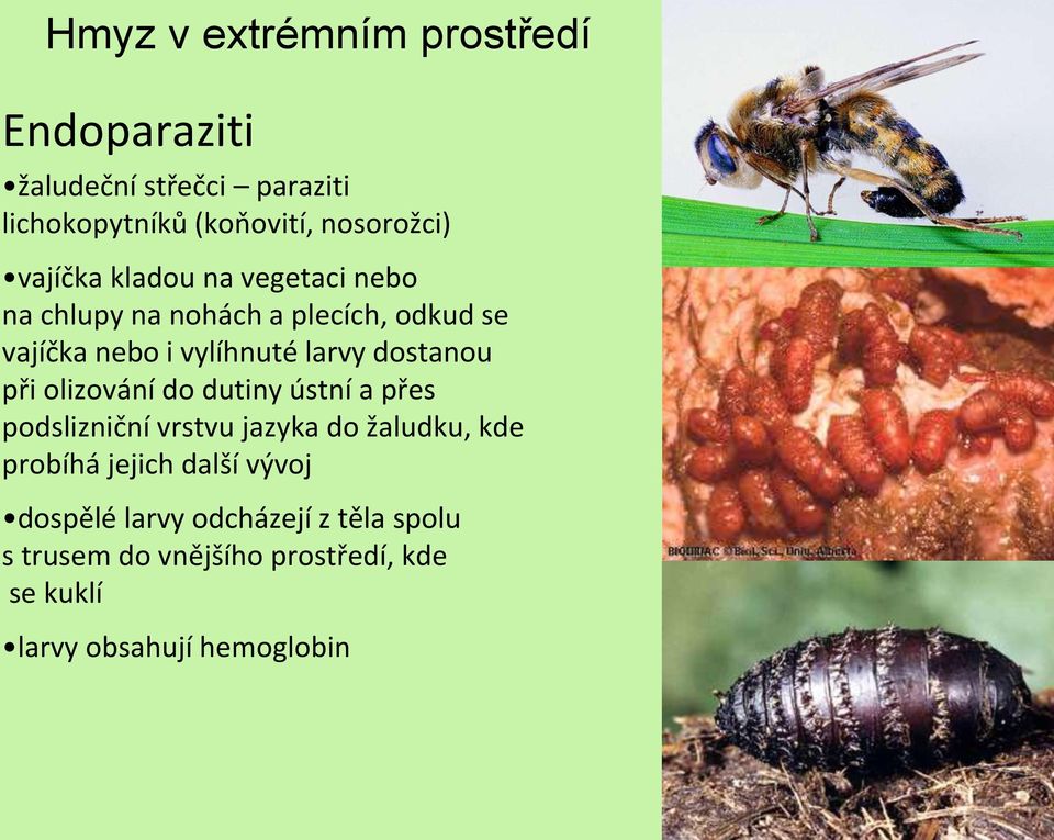 olizování do dutiny ústní a přes podslizniční vrstvu jazyka do žaludku, kde probíhá jejich další