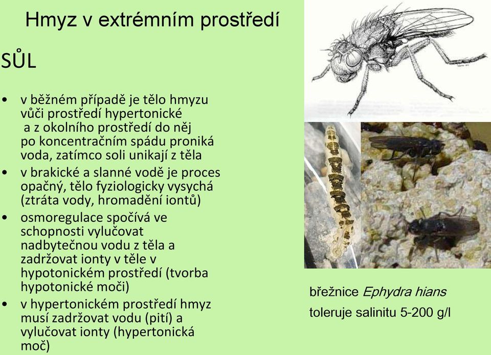 osmoregulace spočívá ve schopnosti vylučovat nadbytečnou vodu z těla a zadržovat ionty v těle v hypotonickém prostředí (tvorba