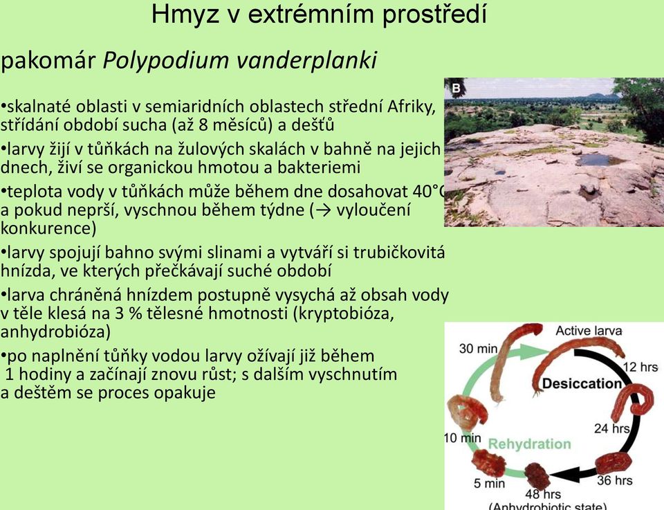 konkurence) larvy spojují bahno svými slinami a vytváří si trubičkovitá hnízda, ve kterých přečkávají suché období larva chráněná hnízdem postupně vysychá až obsah vody v těle