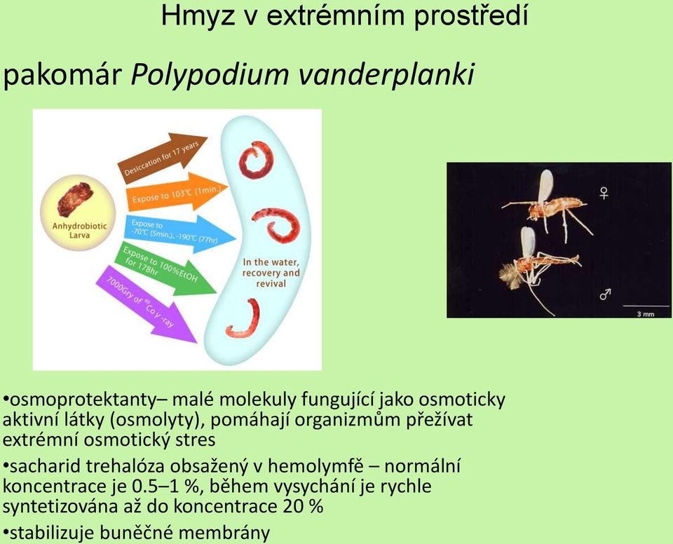 osmotický stres sacharid trehalóza obsažený v hemolymfě normální koncentrace je 0.