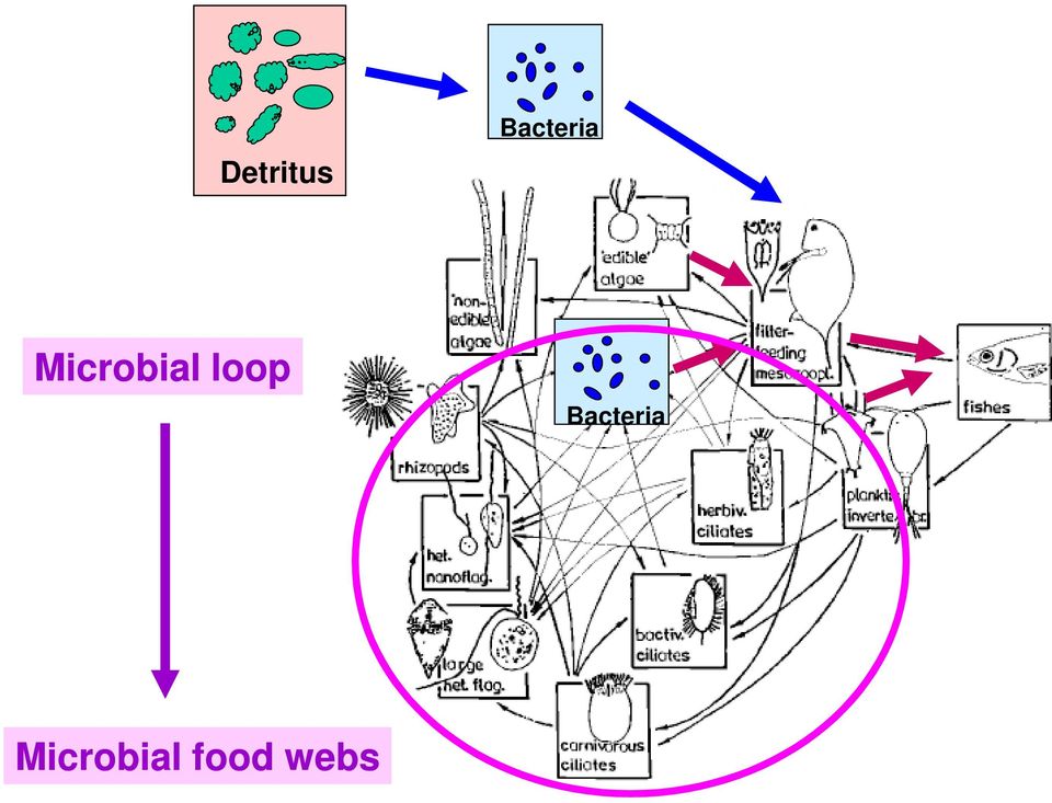 Microbial loop 