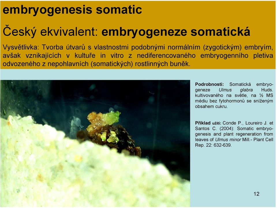 Podrobnosti: Somatická embryogeneze Ulmus glabra Huds. kultivovaného na světle, na ½ MS médiu bez fytohormonů se sníženým obsahem cukru.