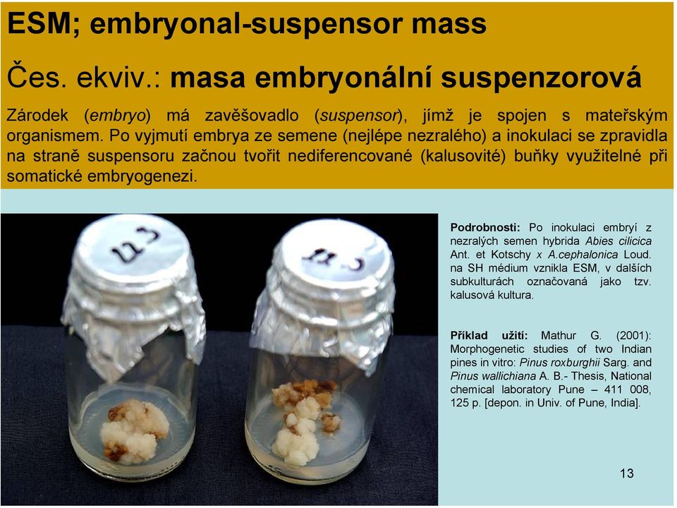 Podrobnosti: Po inokulaci embryí z nezralých semen hybrida Abies cilicica Ant. et Kotschy x A.cephalonica Loud. na SH médium vznikla ESM, v dalších subkulturách označovaná jako tzv.