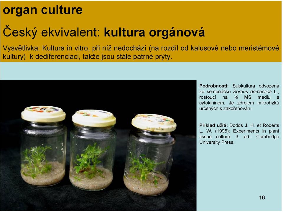 Podrobnosti: Subkultura odvozená ze semenáčku Sorbus domestica L., rostoucí na ½ MS médiu s cytokininem.