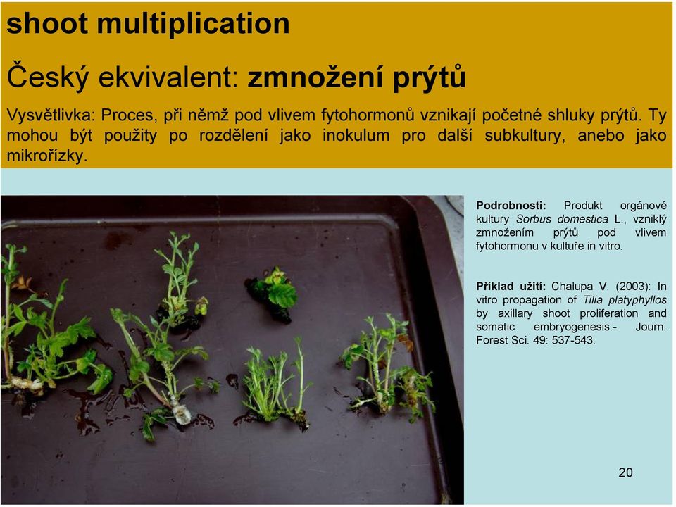 Podrobnosti: Produkt orgánové kultury Sorbus domestica L., vzniklý zmnožením prýtů pod vlivem fytohormonu v kultuře in vitro.