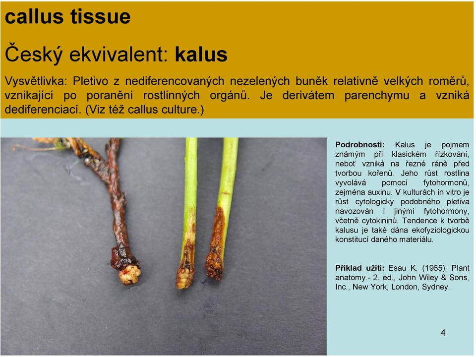 ) Podrobnosti: Kalus je pojmem známým při klasickém řízkování, neboť vzniká na řezné ráně před tvorbou kořenů. Jeho růst rostlina vyvolává pomocí fytohormonů, zejména auxinu.