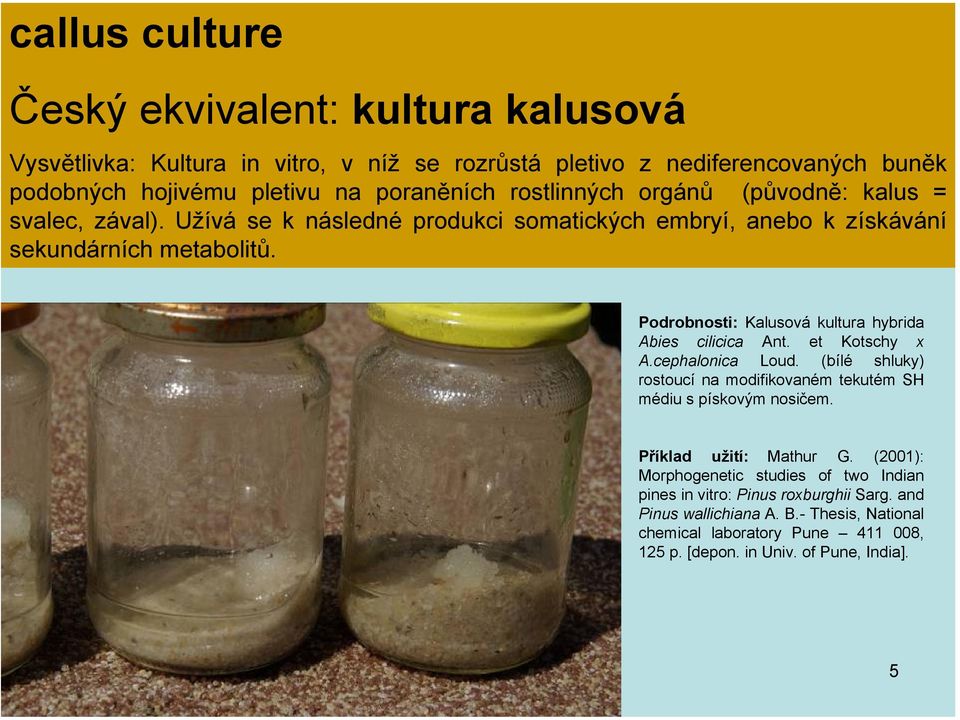 Podrobnosti: Kalusová kultura hybrida Abies cilicica Ant. et Kotschy x A.cephalonica Loud. (bílé shluky) rostoucí na modifikovaném tekutém SH médiu s pískovým nosičem.