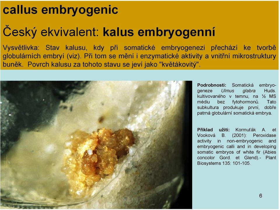 Podrobnosti: Somatická embryogeneze Ulmus glabra Huds. kultivovaného v temnu, na ½ MS médiu bez fytohormonů.