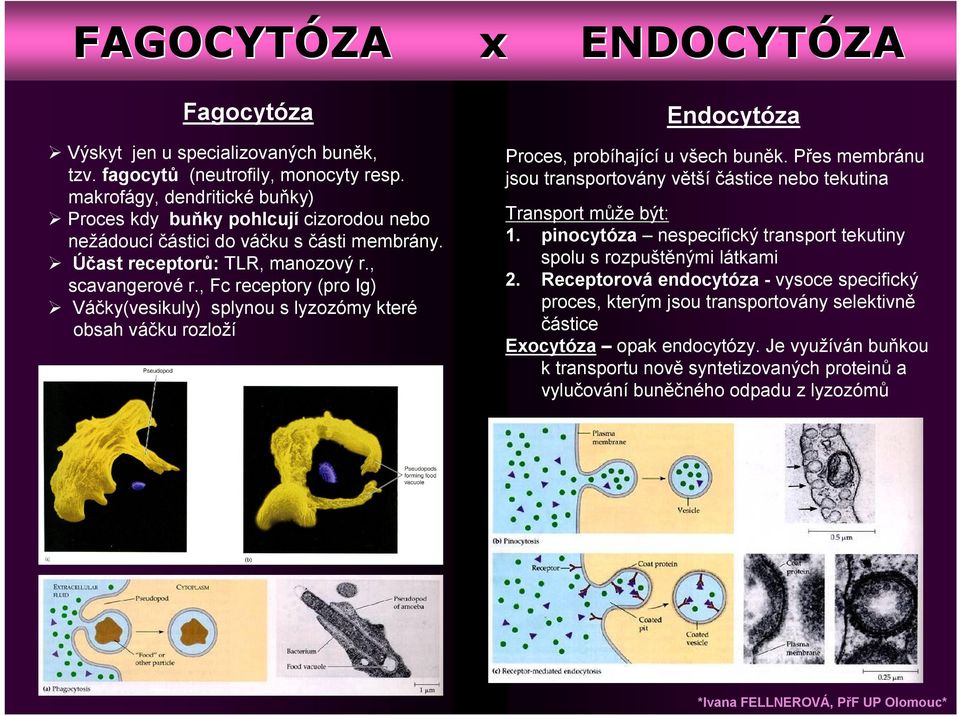 , Fc receptory (pro Ig) Váčky(vesikuly) splynou s lyzozómy které obsah váčku rozloží Endocytóza Proces, probíhající u všech buněk.