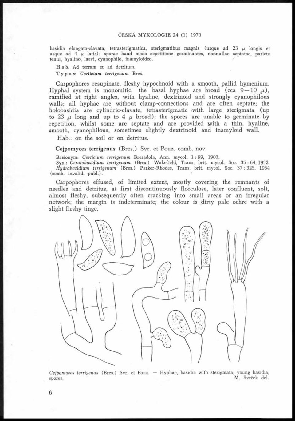 ČESKÁ M YKOLOGIE 24 (1) 1970 Carpophores resupinate, fleshy hypochnoid with a smooth, pallid hymenium.