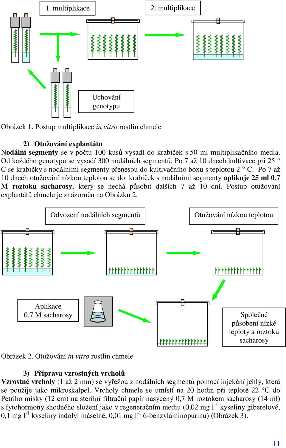 Od každého genotypu se vysadí 300 nodálních segmentů. Po 7 až 10 dnech kultivace při 25 C se krabičky s nodálními segmenty přenesou do kultivačního boxu s teplotou 2 C.