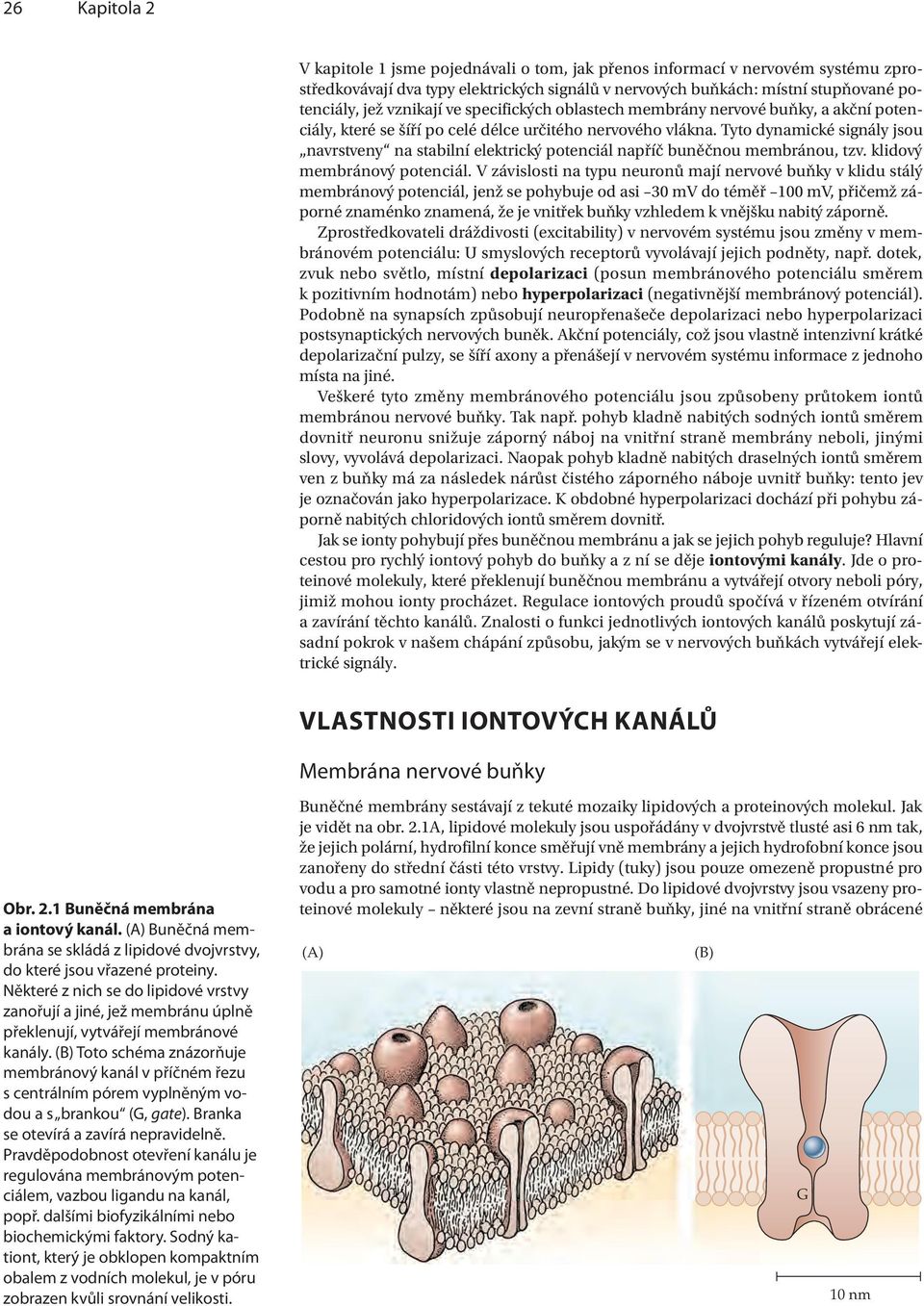 Tyto dynamické signály jsou navrstveny na stabilní elektrický potenciál napříč buněčnou membránou, tzv. klidový membránový potenciál.