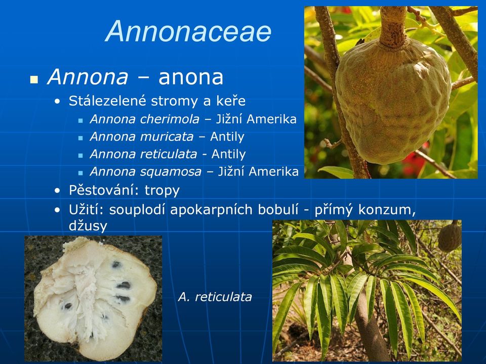 reticulata - Antily Annona squamosa Jižní Amerika Pěstování: