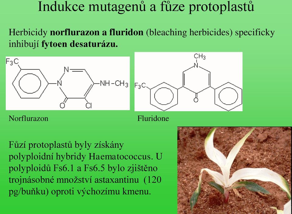 Norflurazon Fluridone Fůzí protoplastů byly získány polyploidní hybridy