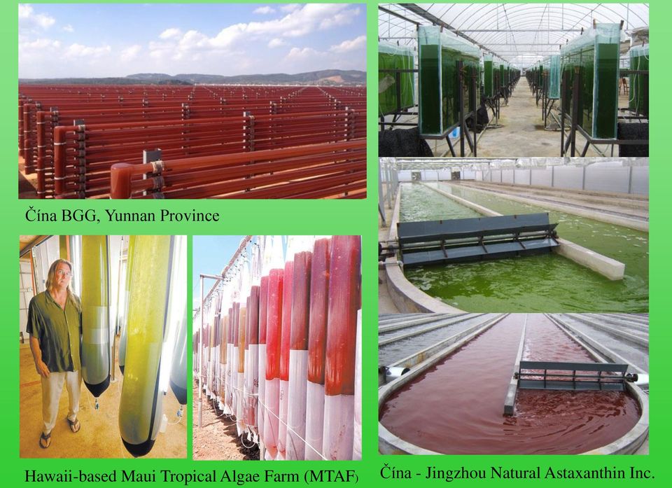 Algae Farm (MTAF) Čína -