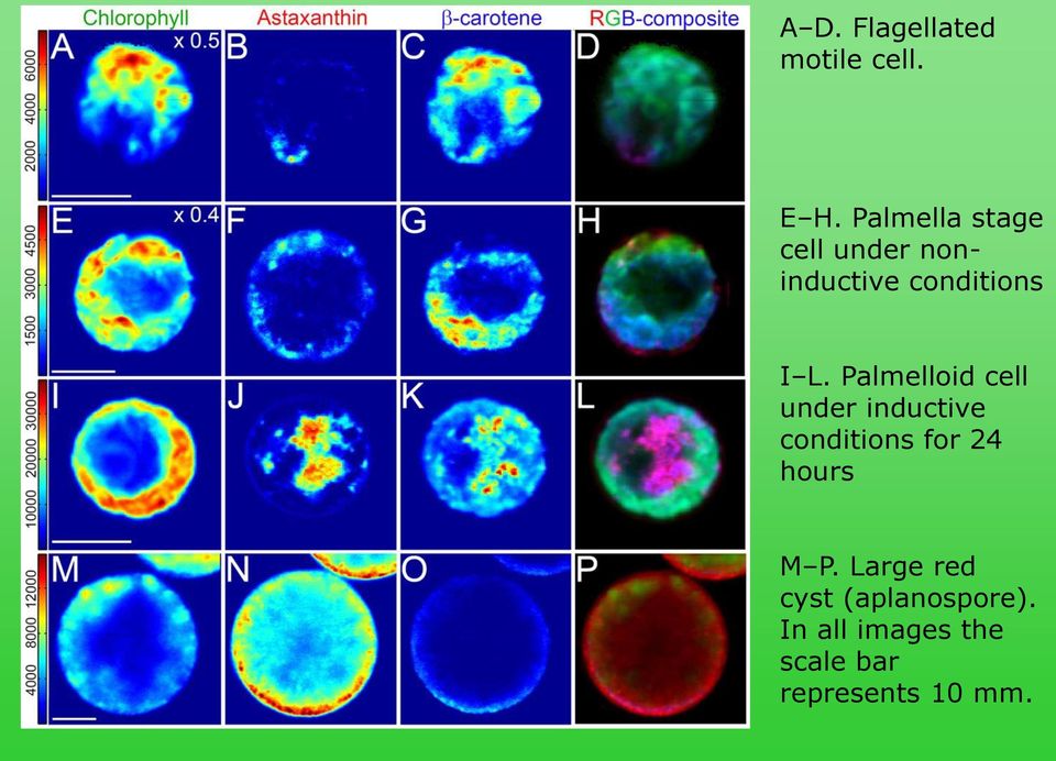 Palmelloid cell under inductive conditions for 24 hours